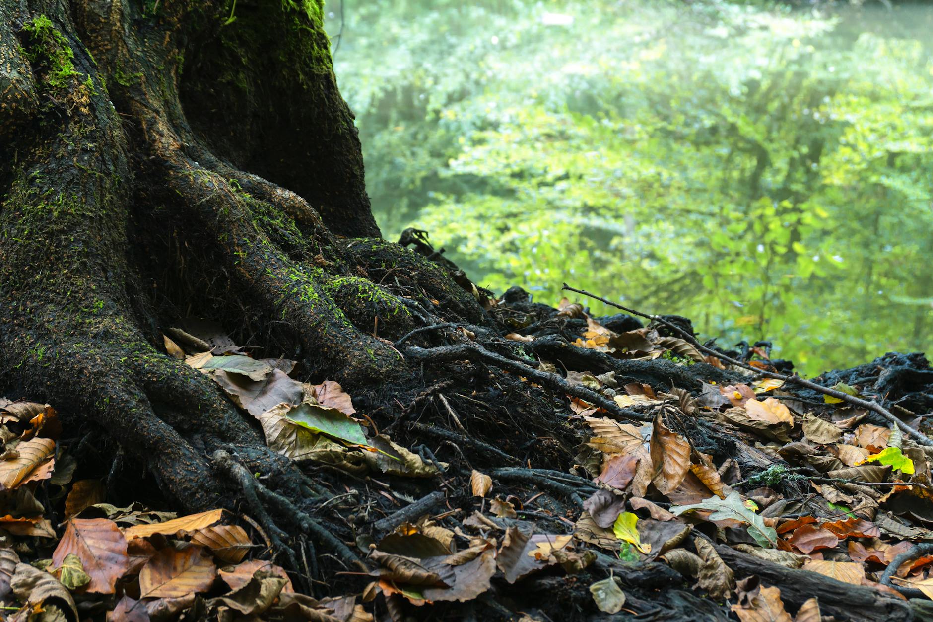 photo of dried leaves near tree